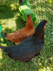 Two chickens inside an Omlet chicken run.