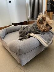 A small dog on his grey bolster bed and blanket