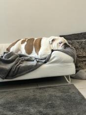A dog sleeping in the meringue white Bolster dog bed.