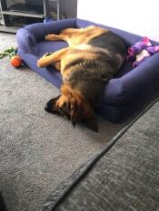 A dog sleeping on his blue bolster bed