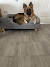 A German Shepherd puppy lying in the grey Bolster dog bed.