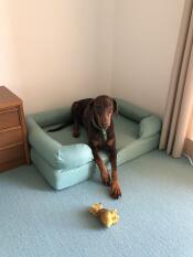 A dog resting on a blue bolster bed