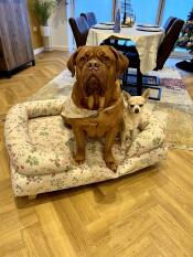 Two dogs sitting on the Morning Meadow large bolster dog bed.