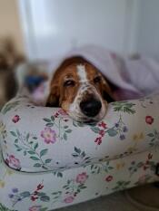 A dog sleeping in the Morning Meadow bolster dog bed.