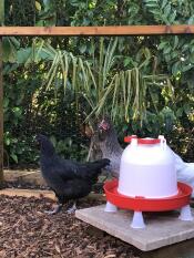 The hens exploring their new home