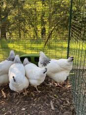 Feeding time