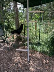 A chicken sat on a perch of the PoleTree.