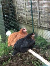Biscuit & Coco love chilling out on their perfect perch!