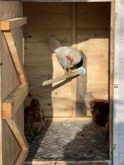 A chicken sat on the Omlet Chicken Perch.