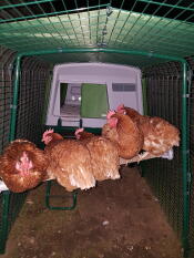 five brown hens sat on a chicken perch in a run with a large green chicken coop