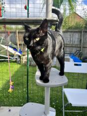 A cat stood on the plastic step attached to the outdoor freestyle cat tree.