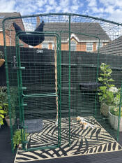 A 2 x 2 x 2 outdoor catio enclosure set up in a garden.