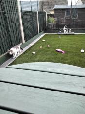 Two cats inside of their catio.