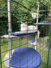 A cat on his outdoor cat tree in his catio