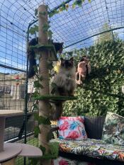 A cat sitting on a cat tower installed in a catio run.