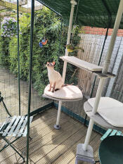 A cat using the outdoor freestyle cat tree inside a catio enclosure.