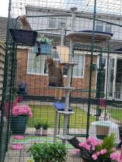 Two cats sat on the freestyle outdoor cat tree in the Omlet catio.