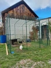 Rabbits grazing in the outdoor rabbit run.