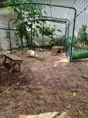 A rabbit in the lo-rise rabbit run installed in a back garden.