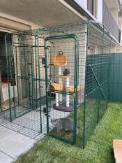 Two grey British Shorthair cats inside a mesh outdoor Catio enclosure