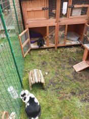 Rabbits in their walk in run set up with a wooden hutch.