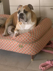 A bulldog resting in the bolster dog bed in Dream In Colour print.