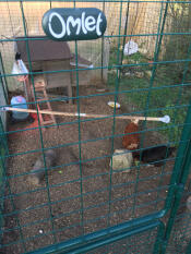black and brown chickens inside a walk in run with a wooden perch inside