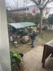 The Zippi rabbit run set up with rabbits inside.