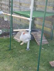 A chicken on a perch
