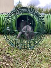 A rabbit peering out of the Zippi lookout tower.