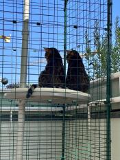 Two cats sat on the outdoor freestyle cat tree.