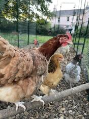 Chickens enjoying time on a wooden perch in the Walk In Chicken Run.