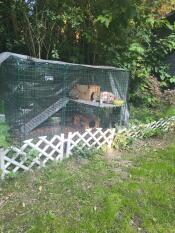 A rabit sitting on the Zippi rabbit platforms attached inside of their run.