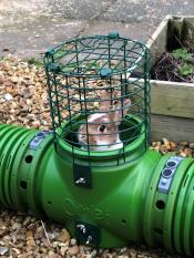 A rabbit peaking out of the lookout tower of his tunnel