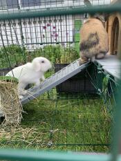 Two rabbits using the ramp and platform in their run