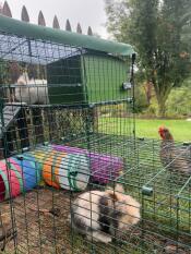 Rabbits in their Zippi run in a garden.