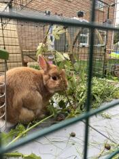 A rabbit eating grass in the Zippi rabbit run.