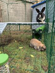 Nibbles and Clover enjoying their omlet run!
