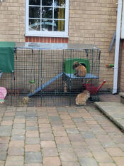 Rabbits inside of the double height Zippi rabbit run.