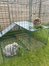 A rabbit eating grass on the Zippi platform in their Zippi run.