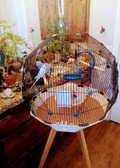 Two birds in a cage
