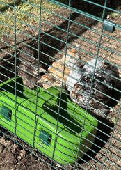 Chickens drinking out of the green Eglu Cube drinker.