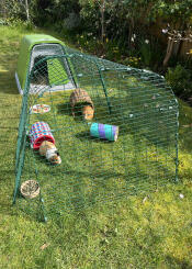 Guinea pigs in the run of their Eglu Go hutch.