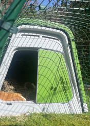 Guinea pigs sleeping in the Eglu Go guinea pig hutch.