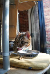 A cat drinking out of the cat bowl attached to the freestyle cat tree