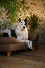 Dog sat on large Bolster Dog Bed in Mocha Brown with square wooden feet.