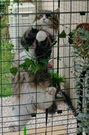 A cat climbing the walls of the outdoor catio.
