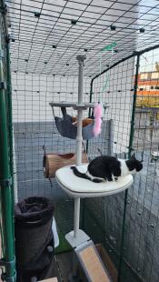 Two cats in a balcony cat run