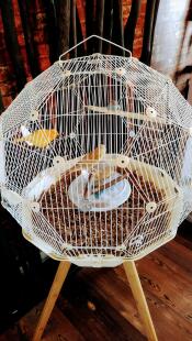 Three birds inside a cream Geo Bird Cage with white mesh on wooden stand.