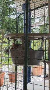 A cat sleeping in the freestyle cat hammock